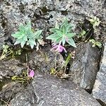 Epilobium latifolium Liść