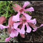 Saponaria pumila Flower