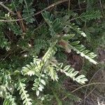 Astragalus clusianus Feuille