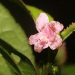 Pavonia schiedeana Çiçek