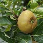 Malus pumila Fruit