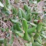 Myrceugenia exsucca Hoja