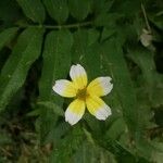 Bidens aurea花