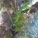 Lepisorus spicatus Tervik taim