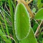 Melhania ovata Leaf