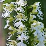 Platanthera leucophaea Blomma