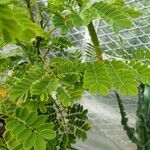 Caesalpinia pulcherrima Folha