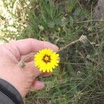 Reichardia tingitana Flower