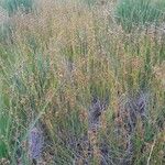 Rhynchospora fusca Plante entière