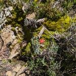 Castilleja foliolosa Flor