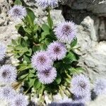 Globularia incanescens ᱵᱟᱦᱟ