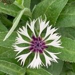 Centaurea lugdunensis Floro