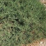 Salsola oppositifolia Alkat (teljes növény)