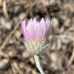 Xeranthemum annuum Flower