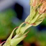 Sempervivum globiferum 樹皮