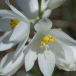 Chlorophytum tuberosum Flor