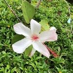 Hibiscus waimeae 花