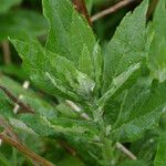 Artemisia suksdorfii Leaf