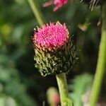 Cirsium rivulare Fula