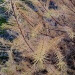 Larix kaempferi पत्ता