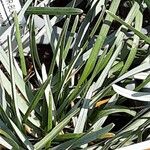 Sesleria caerulea Blad