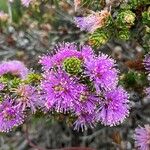 Melaleuca nesophilaFleur