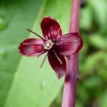 Trichostigma octandrum Fruto