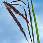 Carex flacca Frucht