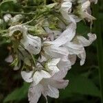 Campanula lactiflora Flower