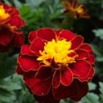 Tagetes patulaFlower