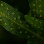 Phymatosorus scolopendria Leaf