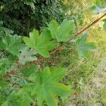 Acer campestre Ліст