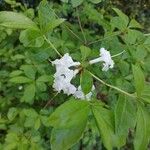 Rhododendron viscosum 花