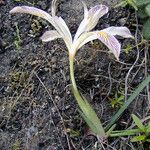 Iris chrysophylla Hábitos