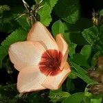 Linum grandiflorum Fleur