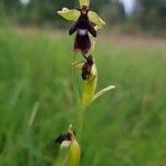 Ophrys insectifera Kvet