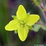 Tropidocarpum gracile Flower