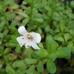 Bacopa monnieri Fiore