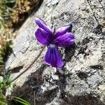 Viola dubyana Цвят