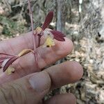 Hexalectris warnockii Flower