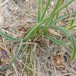 Allium longisepalum Blad