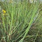 Genista aetnensis Leaf