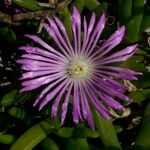 Disphyma crassifolium Квітка