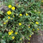 Calendula suffruticosa Habitus