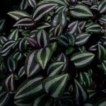 Tradescantia zebrina ഇല