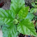 Hibiscus schizopetalus Leaf