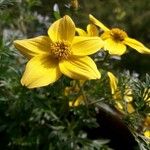 Bidens ferulifolia Цвят