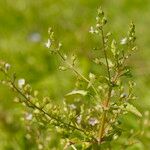 Veronica catenata Hoja