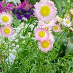 Rhodanthe chlorocephalaFlower