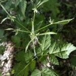 Osmorhiza longistylis Flor
